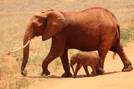 10-Days-Kenya-Luxury-Intrep