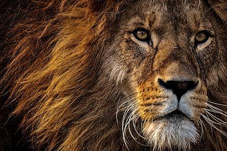 11 Days Family Safari Classic Kenya Family Safari