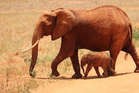 12 Days Family Safari Wilderness Experience with Beach (1)