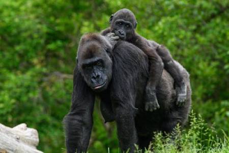 13 Days Wildlife and Gorilla Trek Expedition