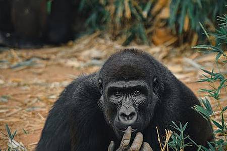 6 Days Mountain Gorilla Trek