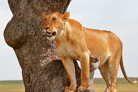 8 Days Family Safari Wildlife Discovery