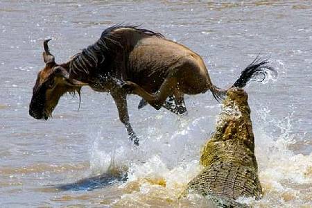 Budget Kenya Safaris