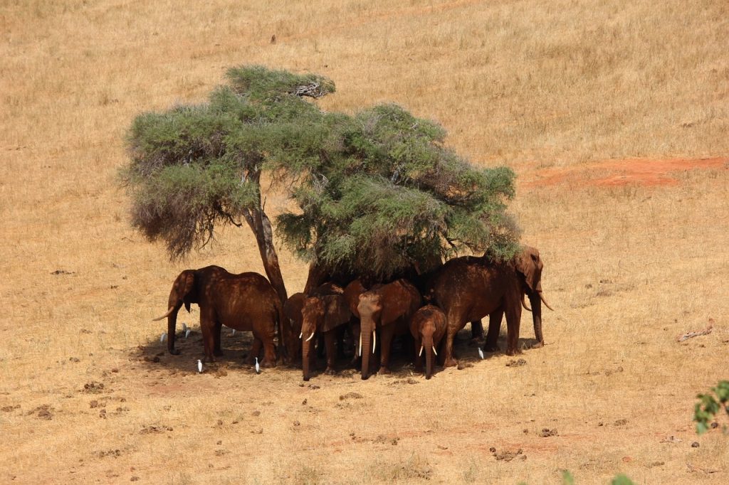12 Days 11 Nights Mara, Nakuru, Samburu, Amboseli, and Tsavo Safari