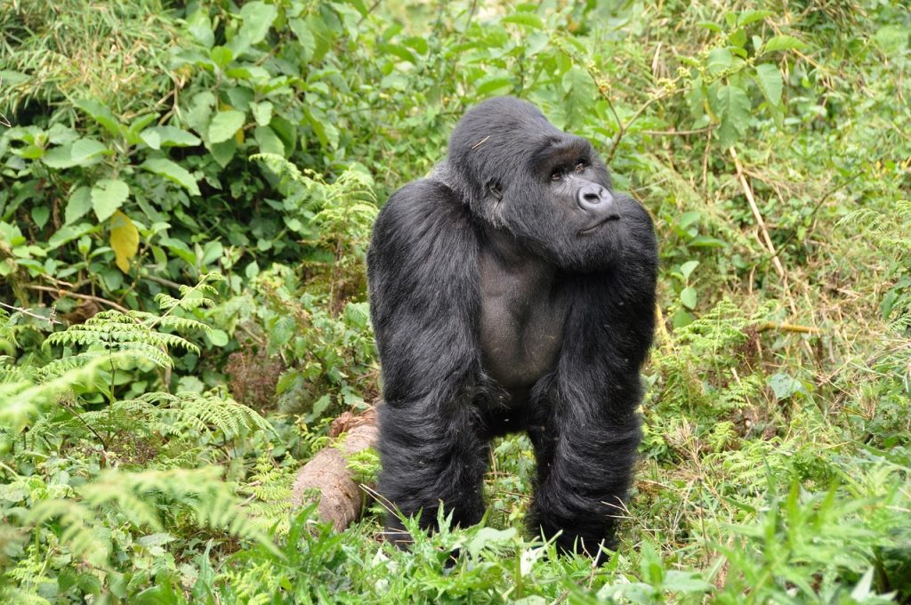 5 Days Gorilla trekking in the heart of Rwanda