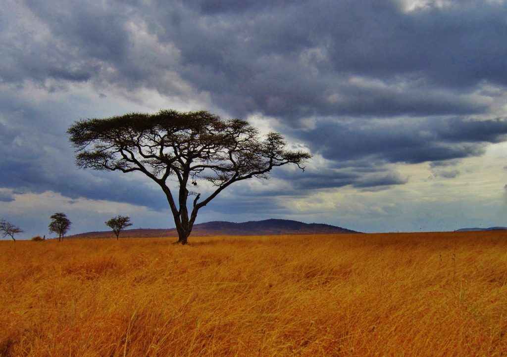 7 Days 6 Nights Kenya Tanzania Safari