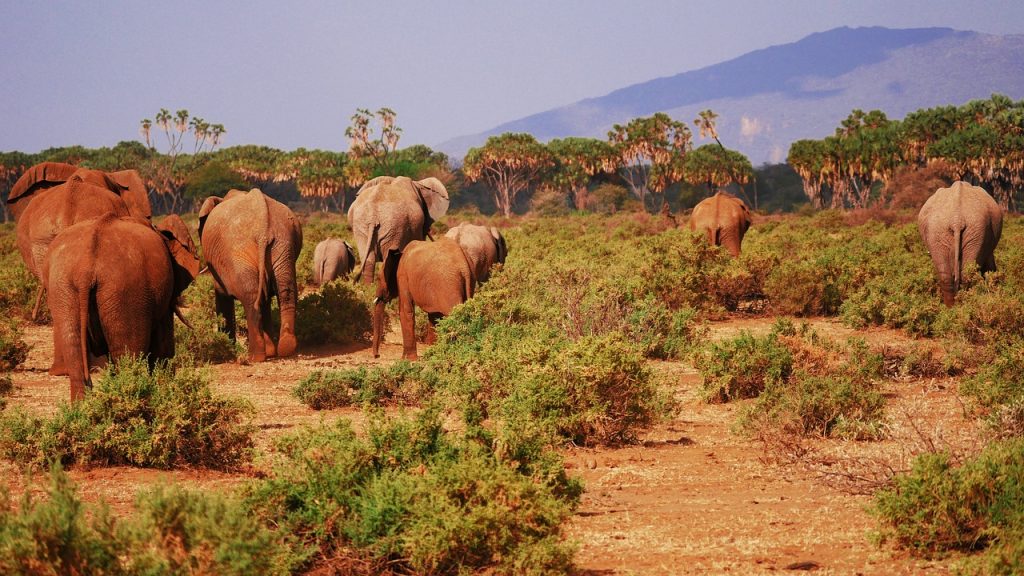 8 Days, 7 Nights, Kenya Safari