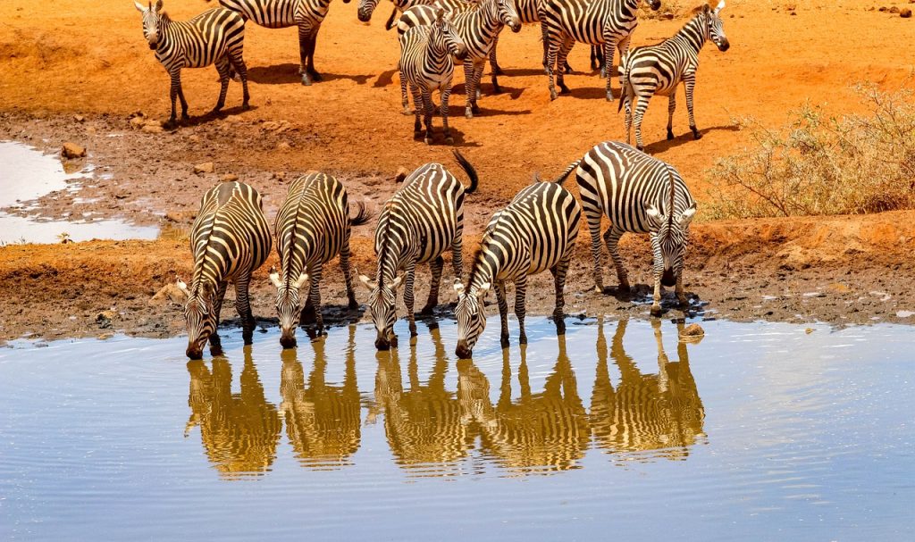 8 Days 7 Nights Kenya Safari-budget