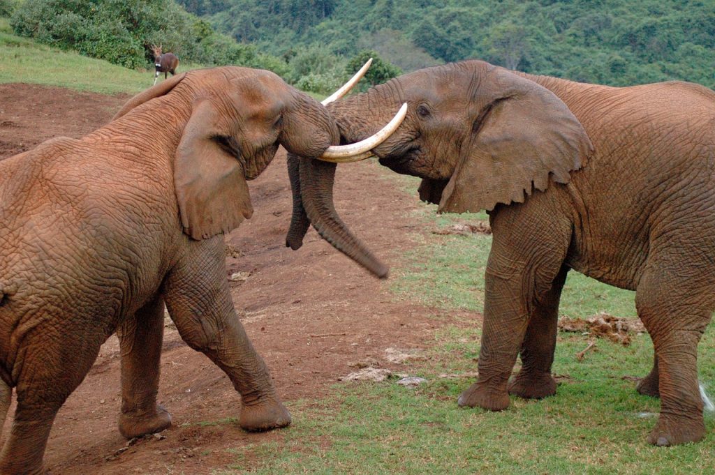8 Days 7 Nights Samburu, Aberdare, Nakuru, Naivasha, Masai Mara Safari