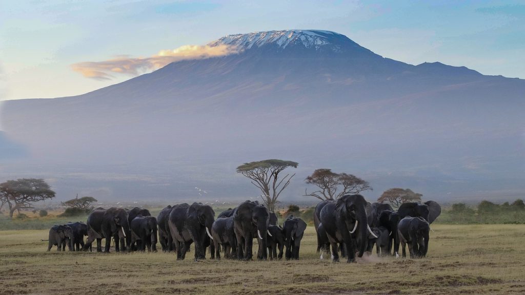 5 Days 4 Nights Kenya Safari