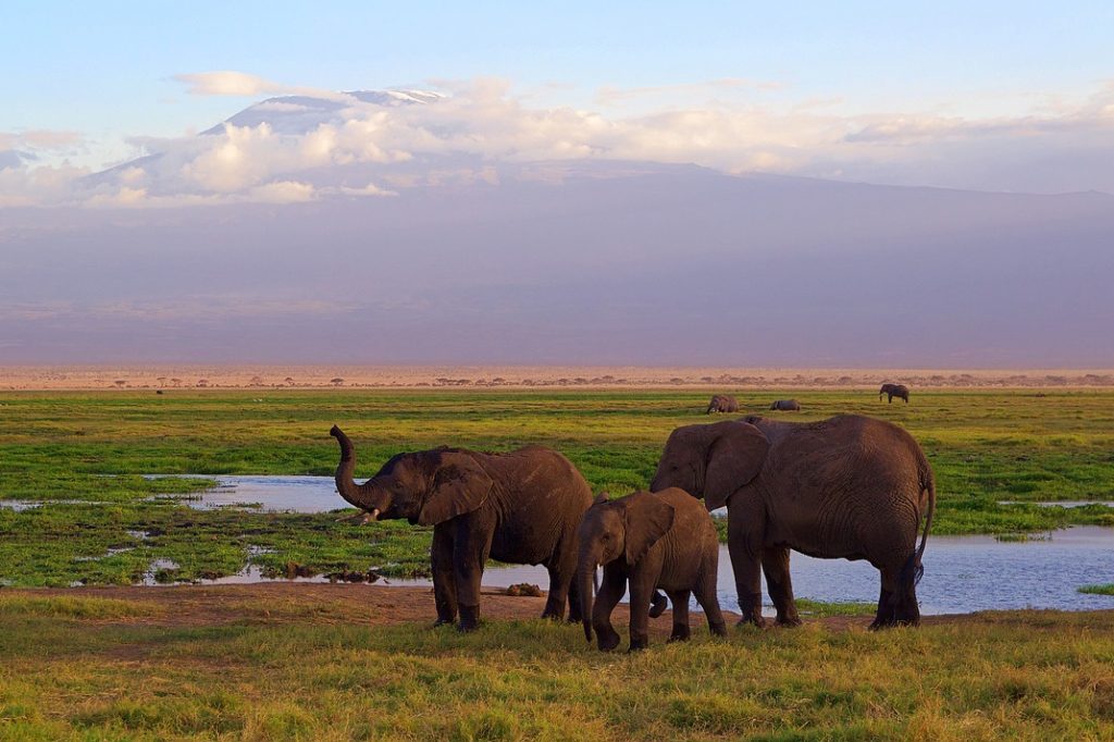 3 days Amboseli