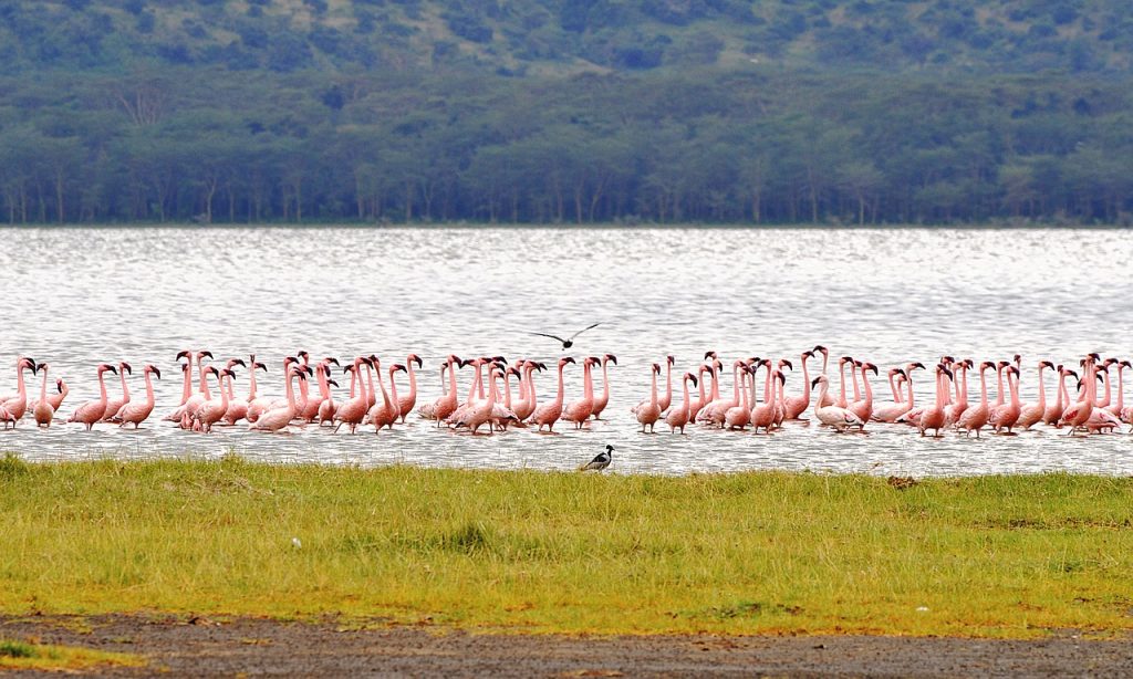 5 Days 4 Nights, Kenya Safari