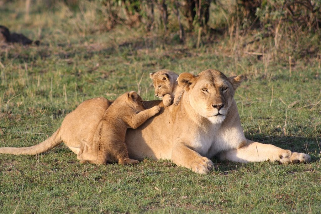 3 Days, 2 Nights Masai Mara Safari