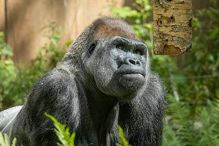 12 days savannah and primates