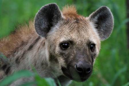 8 Days Tanzania Migration Calving Tour (2)