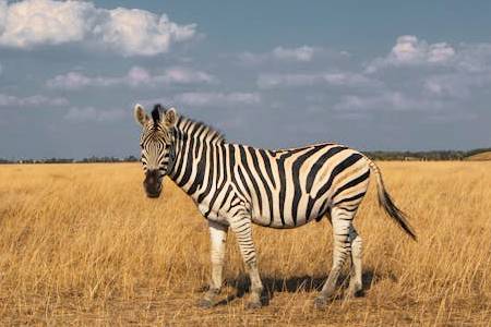 8 Days Tanzania Safari Adventure (1)