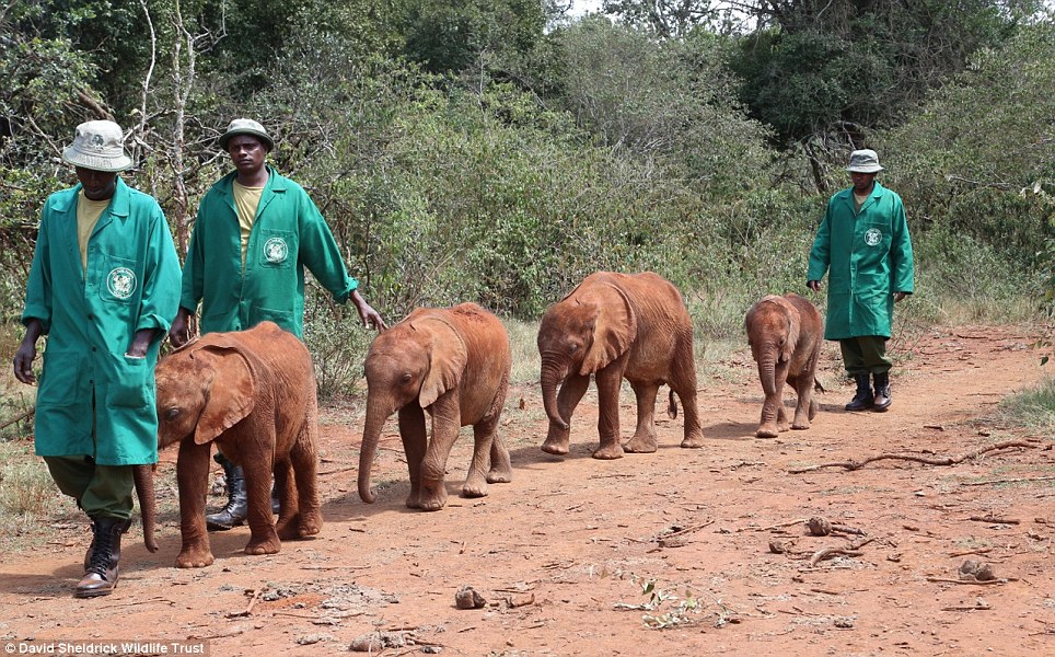 Elephant-Orphanage-1