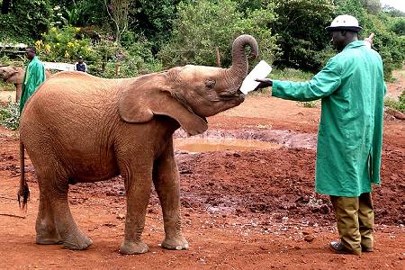 Elephant-Orphanage-2 (1)