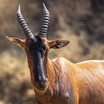 10 Days 9 Nights Kenya Tanzania Safari