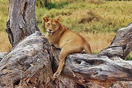 10 Days 9 Nights Kenya Tanzania Safari