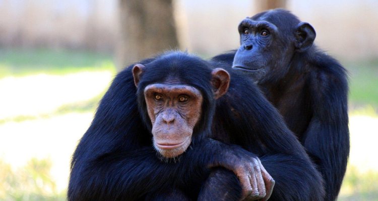 10 Days Mahale–Katavi Chimpanzee Expedition