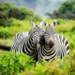 10 days Kenya luxury Safari