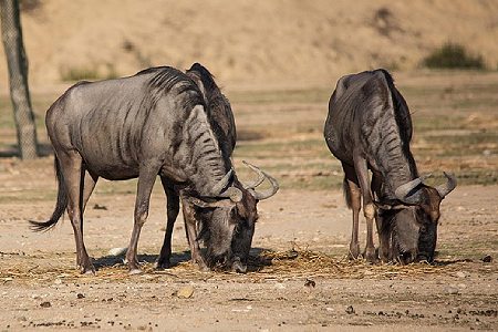 14-Day Kenya Luxury Safari