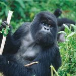 12 Day Kenya Safari Gorilla Trek and Victoria Falls