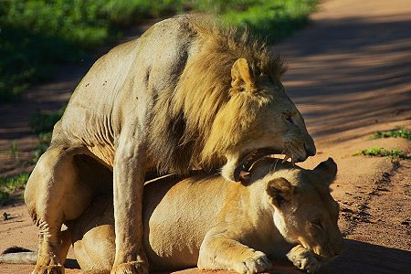 14 Days Tanzania Immersive Safari Adventure