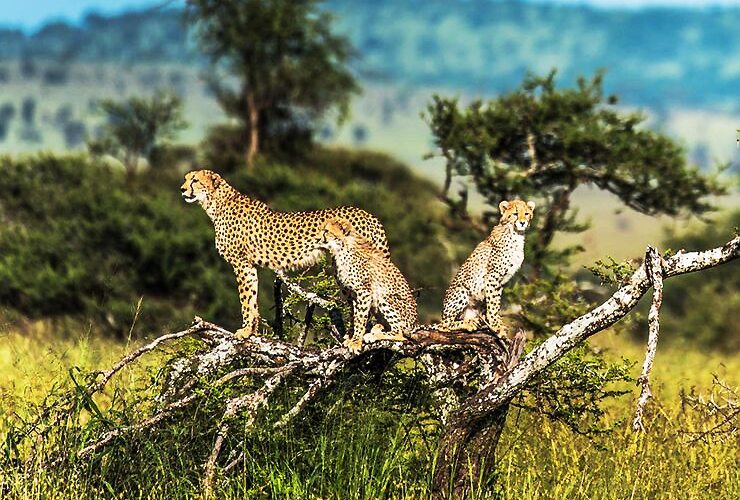 22 Days 21 Nights Kenya_Tanzania Safari