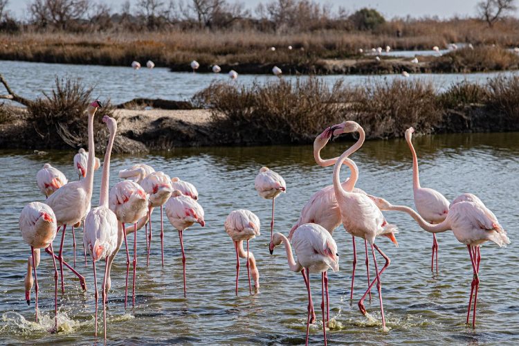 4 Days, 3 Nights Masai Mara and Lake Nakuru