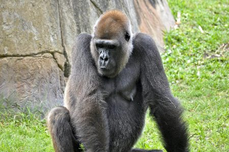 4 Days Uganda extended gorilla expedition