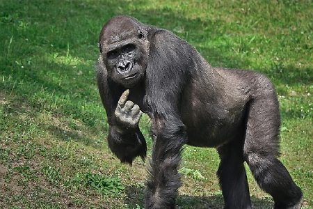 5 Days immersive gorilla adventure