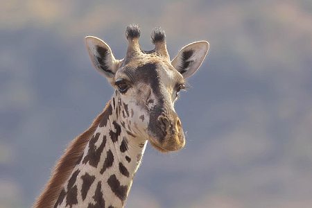 6-days-5-nights-lake-manyara-serengeti-ngorongoro-lodge-safari (2)