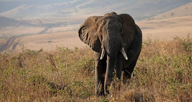 6-days-5-nights-lake-manyara-serengeti-ngorongoro-lodge-safari (3)