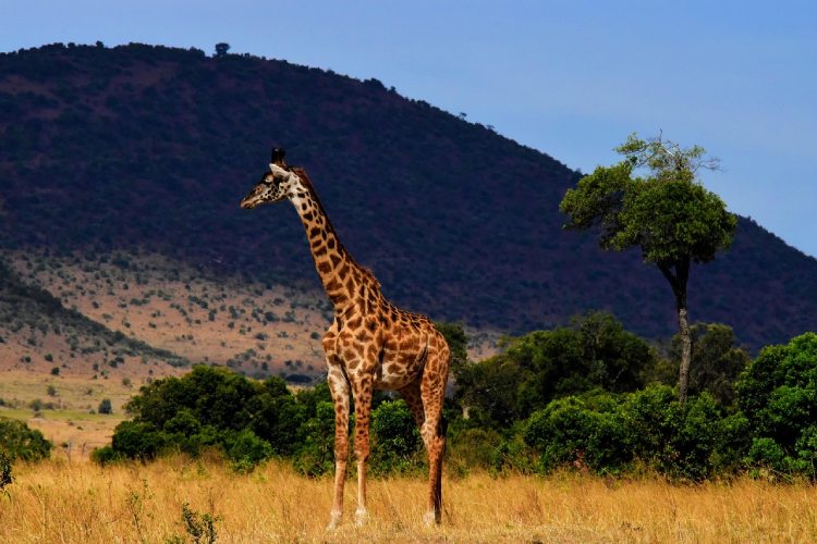 7 Days Tanzania Great Parks
