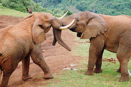 8 Days Samburu Aberdare Nakuru Naivasha Mara