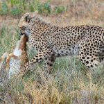 9 Days Best of Tanzania Safari (1)