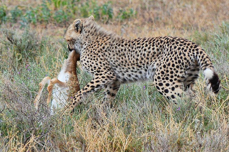 9 Days Best of Tanzania Safari (1)
