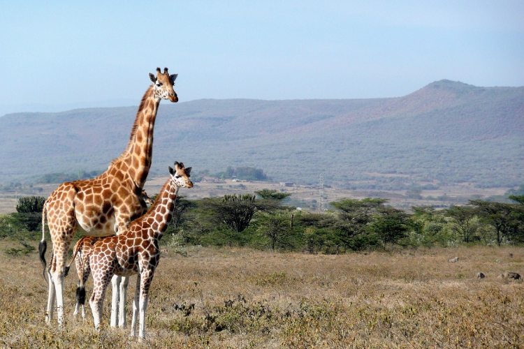 7 days Kenya Luxury Sfararis