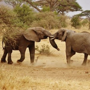 13 Days Explore Tanzania Safari