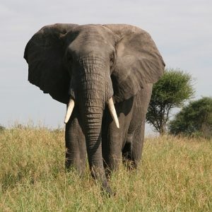 22 Days Kenya, Tanzania & Mombasa