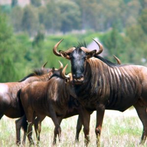 4 Days Budget Masai Mara Safari