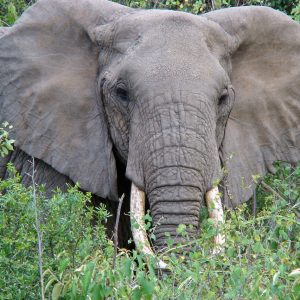 6 Days Tanzania Unsurpassed