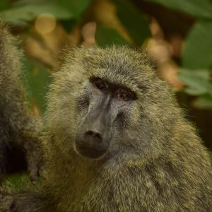 7 Days Tanzania Highlights