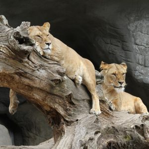 7 Days Tanzania Horizon 1