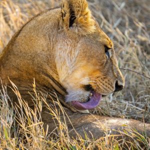 8 Days Tanzania Overland Safari