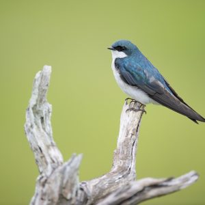 8 Nights Magical Birdwatching Safari