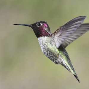 9 Days A Birdwatcher's Paradise