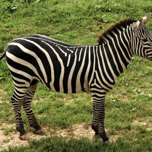 9 Days Best of Tanzania Safari